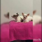 2 mini chihuahua female ,  7 months ???