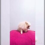 Super Mini Pomeranian Female . 1 year/3 months