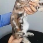 bengal cross British short hair tabby female kitten