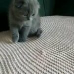 Scottish fold triple folding