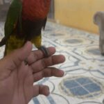 لوري للبيع اليف جدا rainbow lorikeet