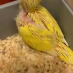 فروخ بادجي وألبينو Budgies and albino chicks