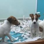 Jack russel puppies priced to go !