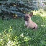 French bulldog pups available