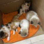قطط للبيع في عجمان kittens for sale