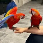 pair of macaw parrots