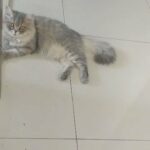 female 3yrs old persian mix