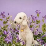 Bedlington Terrier