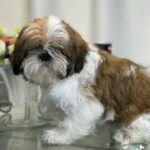 Shih-Tzu puppy