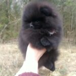 Black Teacup Pomeranian with UKC pedigree imported from Ukraine
