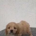 Cavapoo imported from Ukraine