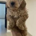 Female Poodle in dubai