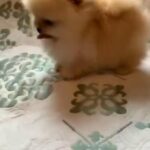 teacup Pomeranian available im dubai