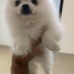 white Teacup Pomeranian in dubai