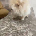 cream Teacup Pomeranian in Dubai