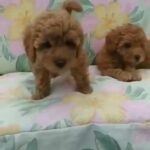 Toy Poodle Imported From Ukraine sold sold sold