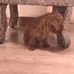 (Discounted) Toy Poodle imported from Ukraine