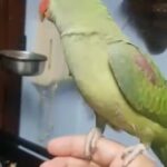 Alexandrian Parrot for Sale