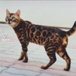 Bengal Cat 😻🚹 قطو بنجال