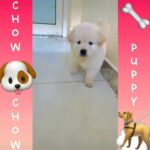 Chow Chow Puppy