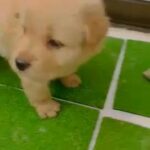 Golden Retriever puppies urgent sale