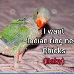 INR chicks