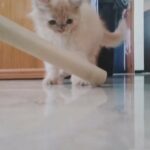 persian cat kittens for sale
