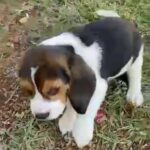 beagle puppy male