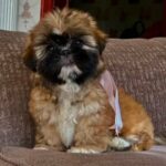 Female shih tzu chocolate color puppy for sale
