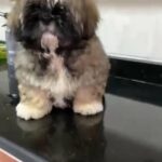 Top Quality Shih Tzu puppy for sale (male)