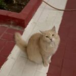 Pure persian cat (female)