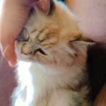 Looking for a male cat for breeding
