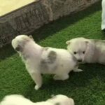 pure breed husky puppies