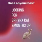 [WANTED] sphynx