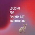 [WANTED] looking for Sphynx