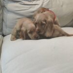 English Cocker Spaniel Puppies For Sale