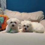 Bichon Maltese Puppies