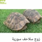 Pair syrian turtles