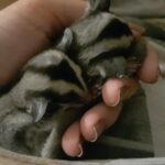 Sugar Gliders