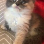 Persian kitty female, 50 days