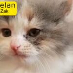 Cute Persian kitty (female)