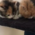 Maine Coon kitty Mix - مين كون مكس ( females)