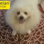 Pomeranian