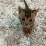 Bengals kittens 25days old for reservations