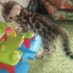 Bengals kittens available