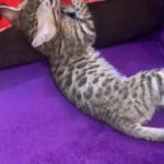 Bengal kitty