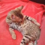 Bengal cute kitty