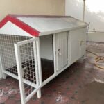 dog home