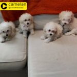 Poochons Male and FEMALE PUPS FOR Sale