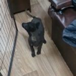 Belgium Malinois Puppies For Sale